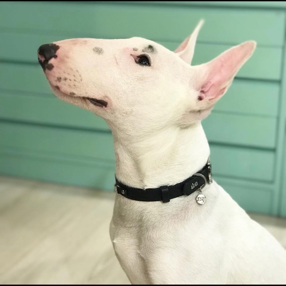 MOSHIQA Beige Leather Silver Chain Dog Collar M Frenchie Luxury Designer Pet Y2K - Picture 15 of 16